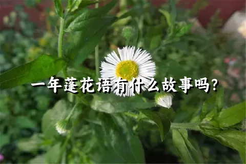 一年蓬花语有什么故事吗？