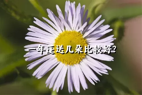 一年蓬送几朵比较好？