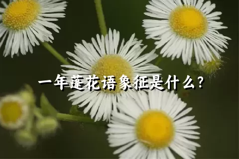 一年蓬花语象征是什么？