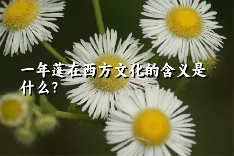 一年蓬在西方文化的含义是什么？