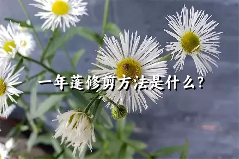 一年蓬修剪方法是什么？