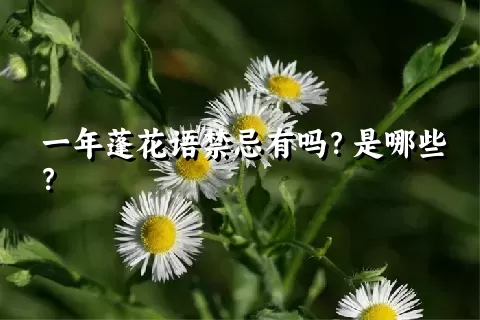 一年蓬花语禁忌有吗？是哪些？