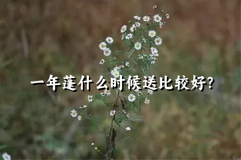 一年蓬什么时候送比较好？