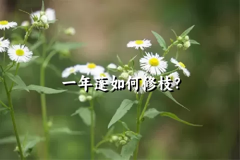 一年蓬如何修枝？