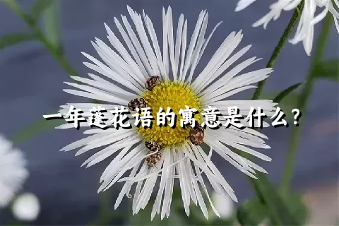 一年蓬花语的寓意是什么？