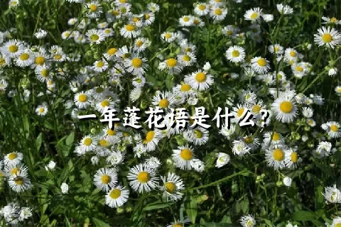 一年蓬花语是什么？