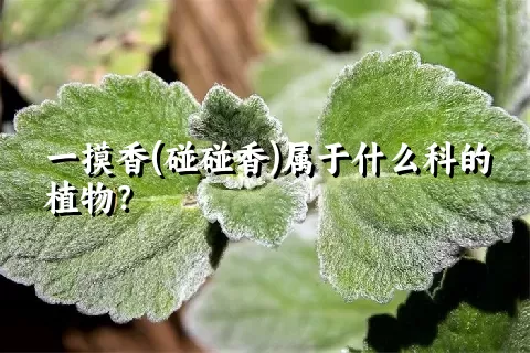 一摸香(碰碰香)属于什么科的植物？