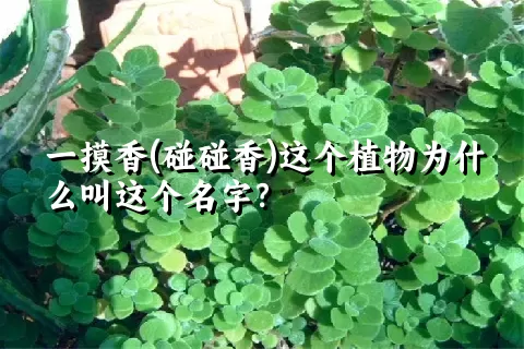 一摸香(碰碰香)这个植物为什么叫这个名字？