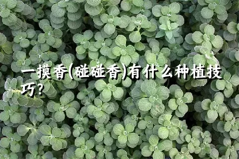 一摸香(碰碰香)有什么种植技巧？