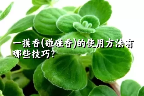 一摸香(碰碰香)的使用方法有哪些技巧？