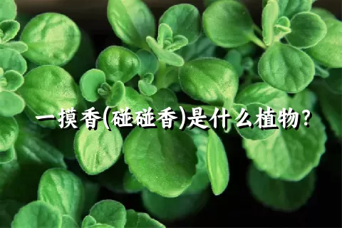 一摸香(碰碰香)是什么植物？