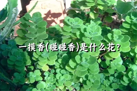 一摸香(碰碰香)是什么花？