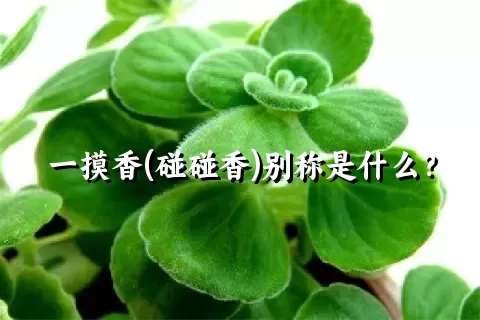 一摸香(碰碰香)别称是什么？