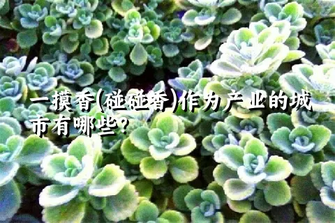 一摸香(碰碰香)作为产业的城市有哪些？