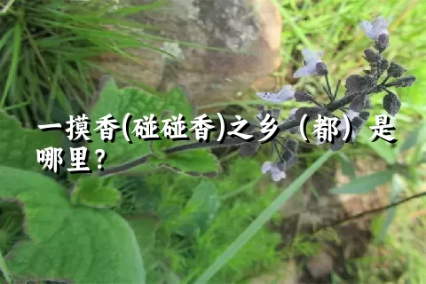 一摸香(碰碰香)之乡（都）是哪里？