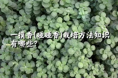 一摸香(碰碰香)栽培方法知识有哪些？