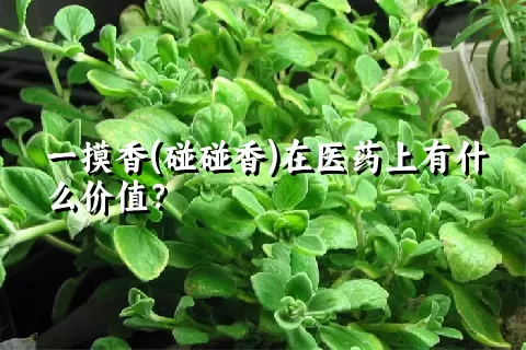 一摸香(碰碰香)在医药上有什么价值？