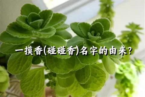 一摸香(碰碰香)名字的由来？