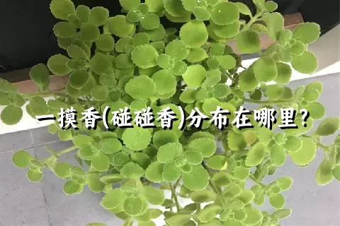 一摸香(碰碰香)分布在哪里?