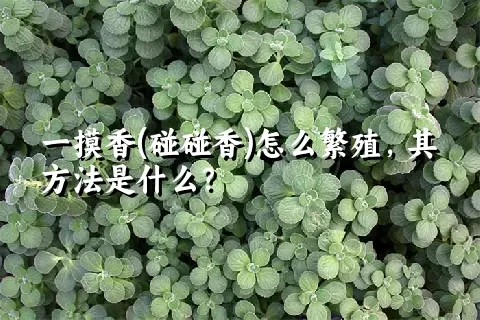 一摸香(碰碰香)怎么繁殖，其方法是什么？