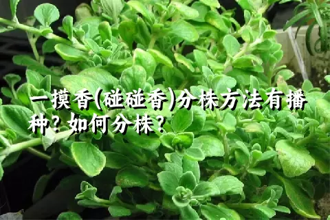 一摸香(碰碰香)分株方法有播种？如何分株？