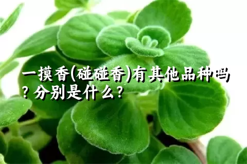 一摸香(碰碰香)有其他品种吗？分别是什么？