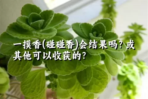 一摸香(碰碰香)会结果吗？或其他可以收获的？