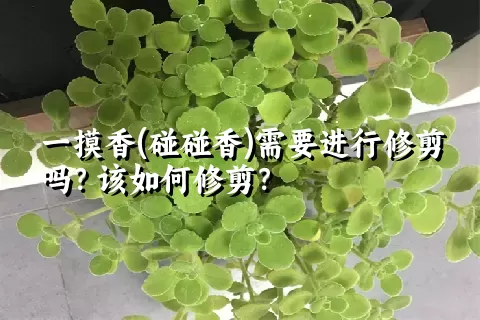 一摸香(碰碰香)需要进行修剪吗？该如何修剪？