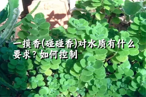 一摸香(碰碰香)对水质有什么要求？如何控制