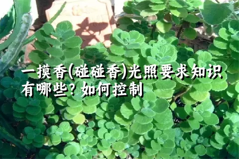 一摸香(碰碰香)光照要求知识有哪些？如何控制