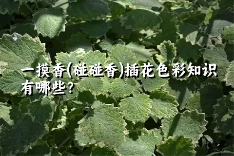 一摸香(碰碰香)插花色彩知识有哪些？