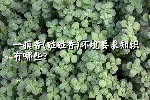 一摸香(碰碰香)环境要求知识有哪些？