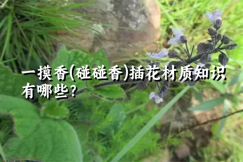 一摸香(碰碰香)插花材质知识有哪些？