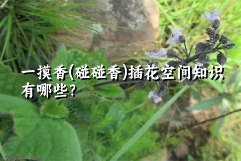 一摸香(碰碰香)插花空间知识有哪些？