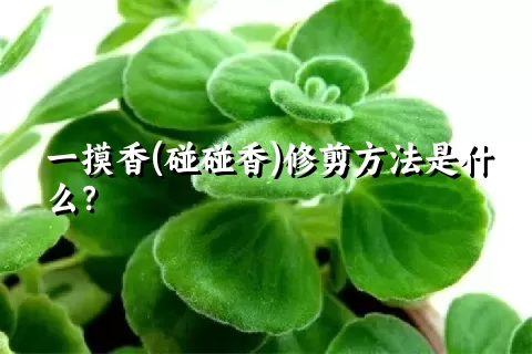 一摸香(碰碰香)修剪方法是什么？