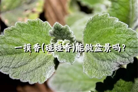 一摸香(碰碰香)能做盆景吗？