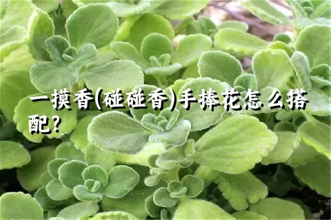 一摸香(碰碰香)手捧花怎么搭配？