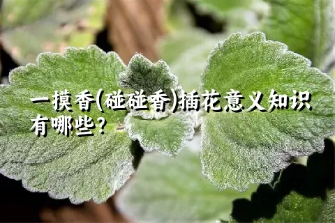 一摸香(碰碰香)插花意义知识有哪些？