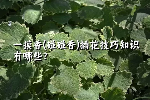 一摸香(碰碰香)插花技巧知识有哪些？