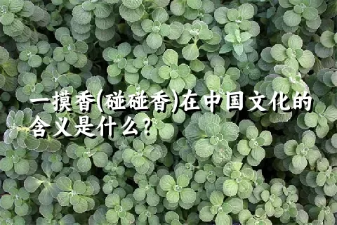 一摸香(碰碰香)在中国文化的含义是什么？