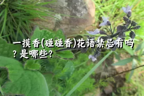 一摸香(碰碰香)花语禁忌有吗？是哪些？