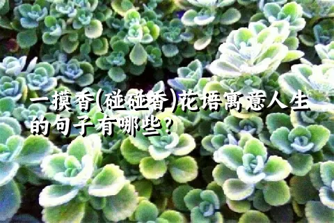 一摸香(碰碰香)花语寓意人生的句子有哪些？