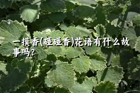 一摸香(碰碰香)花语有什么故事吗？