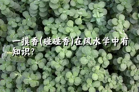 一摸香(碰碰香)在风水学中有知识？