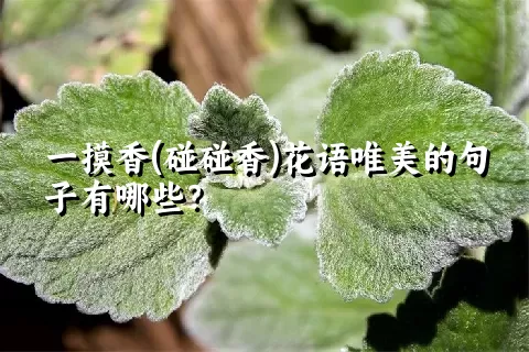 一摸香(碰碰香)花语唯美的句子有哪些？