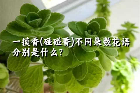 一摸香(碰碰香)不同朵数花语分别是什么？