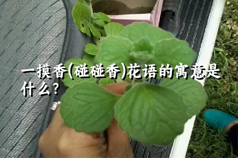 一摸香(碰碰香)花语的寓意是什么？