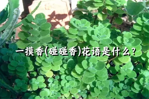 一摸香(碰碰香)花语是什么？