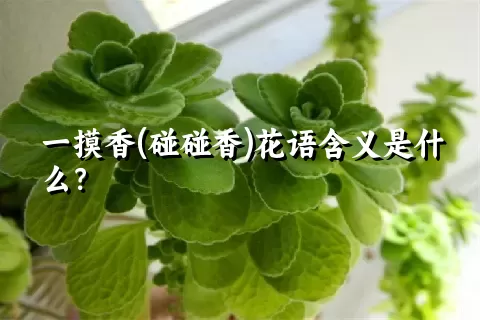 一摸香(碰碰香)花语含义是什么？