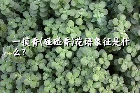 一摸香(碰碰香)花语象征是什么？